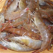 速冻虾批发