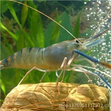 福旺牌优质泰国罗氏虾苗