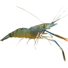 出售罗氏沼虾苗