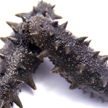 厂家直销海参半干辽参大连海参可退换货品质有保证