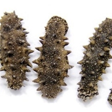 厂家直销海参二级冻淡干辽参110-120头大连海参纯野生淡干辽参