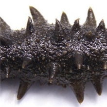 厂家直销海参半干辽参40-45头大连海参可退换货品质有保证