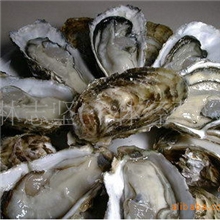 供应牡蛎/生蚝