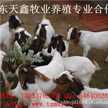 波尔山羊最新波尔山羊价格