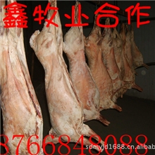 羊肉羊羊酮体天鑫牛羊养殖合作社