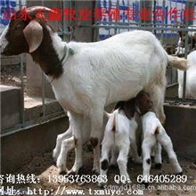 波尔山羊养殖场