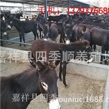河北张家口肉驴养殖场-德州驴-乌头驴-关中驴最新价格