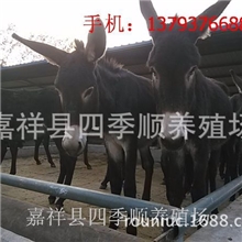 河北保定肉驴养殖场-德州驴-乌头驴-关中驴最新价格
