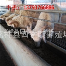 云南养羊的地区云南养羊场在什么地方