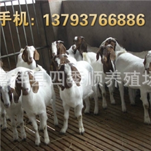 沈阳哪有圈养山羊小羊羔价格