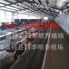 北京有养牛场吗现代化养牛场