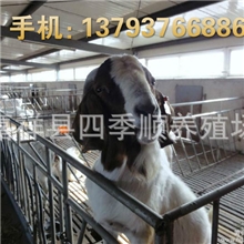 四川大耳羊四川简阳大耳羊简阳大耳羊价格