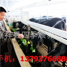 成都金堂黑山羊简阳大耳羊