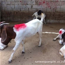 供应波尔山羊羊羔纯种波尔山羊改良波尔山羊波尔山羊市场