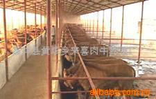 提供肉牛西门塔尔牛、鲁西黄牛