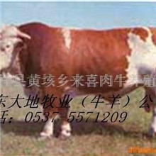 售西门塔尔肉牛4800肉牛犊