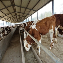 售6000只种羊波尔山羊小尾寒羊杜泊羊