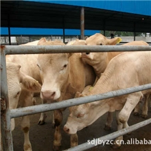 牛犊批发养殖肉用牛犊小牛犊价格|种牛牛犊养殖技术养殖