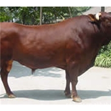 供应利木赞牛肉质好肉牛种牛批发肉牛价格分析