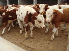 山东牛羊养殖场利木赞牛肉质好供应利木赞牛肉牛种牛