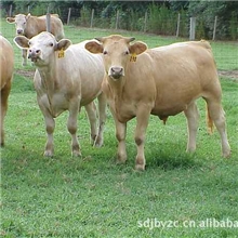 【肉牛牛犊养殖】供应利木赞牛山东肉牛屠宰率高肉牛牛犊