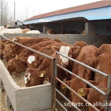 【厂家直销】供应利木赞牛，肉质好，屠宰率高，肉牛价格分析，