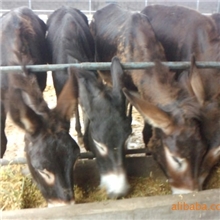 养驴场供应乌头肉驴价格便宜，德州驴&middot;种驴