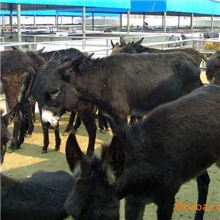低价出售肉驴苗200-500斤的肉驴价格最低