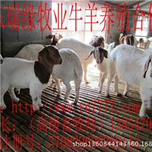 养羊有多大利润,农村养什么品种羊好,波尔山羊适合哪些地方养殖