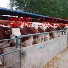 小牛,小公牛,肉牛犊,牛犊,架子牛,西门塔尔牛适合哪些地方养殖