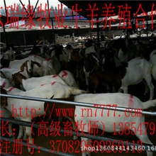 肉羊,养羊,小尾寒羊,波尔山羊,小羊,母羊,种羊适合购买多大羔羊