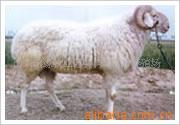 养羊,肉羊养殖,种羊价格,小尾寒羊,波尔山羊,白山羊,肉羊养殖场