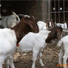 肉羊养殖场种羊价格养羊小尾寒羊波尔山羊羊的养殖羊的品种