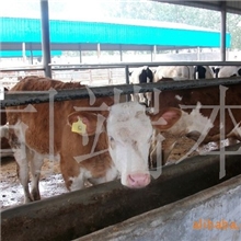 养牛的成本养牛的利润养牛的技术鲁西黄牛价格