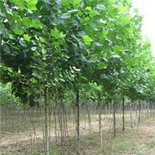 最新法桐树苗价格5-8-10-12公分法桐带球全冠树苗价格