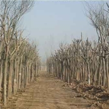 3-5-8-10-20-30公分国槐价格