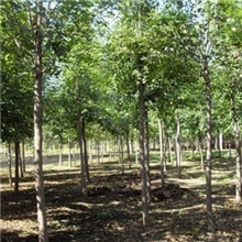 3-5-8-12-15-20-25公分白蜡价格