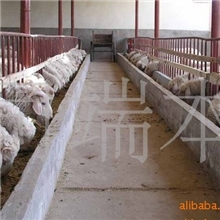 小尾寒羊价格纯种小尾寒羊种羊价格甘肃小尾寒羊养殖场