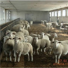 供应种羊杜泊绵羊杜泊绵羊杜泊绵羊小尾寒羊种母羊