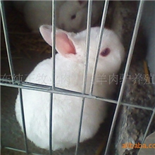 供应獭兔种兔养殖技术参考、獭兔最新养殖行情、獭兔养殖效益