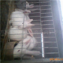 供应兔年獭兔价格今年獭兔价格2011年獭兔价格