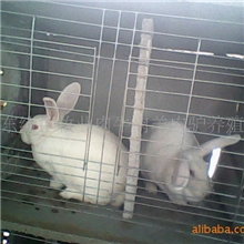供应【兔年獭兔价格獭兔幼兔价格獭兔商品兔价格獭兔兔笼】