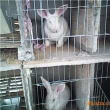 供应河南郑州獭兔价格郑州獭兔养殖场郑州种兔价格