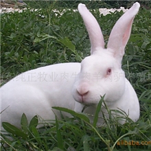 供应兔年养兔利润獭兔养殖利润高买兔教养兔技术
