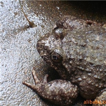 提供石蛙培训服务