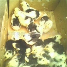 供应福建纯正贵妃鸡苗、火鸡苗、山鸡苗、蓝山鸡苗，全国空运包到