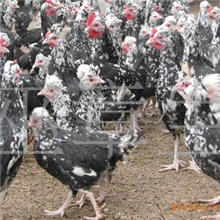 供应贵妃鸡苗、特种养殖贵妃鸡苗、福建贵妃鸡苗、贵妃鸡苗批发