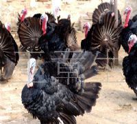 供应火鸡苗、火鸡种苗、福建龙岩贝蒂娜火鸡种苗，青铜火鸡苗