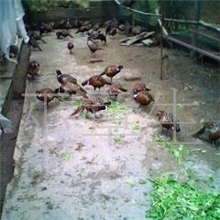 供应山鸡脱温苗、七彩山鸡脱温苗、龙岩七彩山鸡脱温苗、野鸡脱温