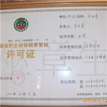 供应野鸡种鸡、野鸡苗、山鸡苗、贵妃鸡苗、绿壳蛋鸡苗